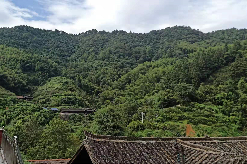 黔陽瞐安江松林基地 黔陽瞐安江松林基地